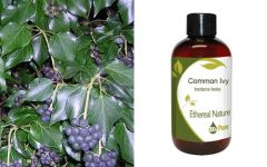 Ethereal Nature Common Ivy (Hedera helix) carrier oil 100ml