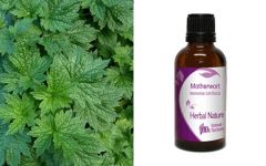 Herbal Nature Motherwort - Λεόνουρος Βάμμα