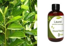 Ethereal Nature Laurel - Δαφνέλαιο καθαρό (Pimenta Racemosa)