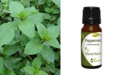 Ethereal Nature Peppermint (Mentha Piperita) - Μέντα αιθέριο έλαιο