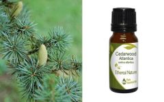 Ethereal Nature Cedarwood Atlantica ess.oil 10ml - Αιθέριο έλαιο Κέδρος Ατλαντα (Cedarwood Atlas) 
