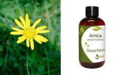 Ethereal Nature Arnica (Arnica Montana) oil - Έλαιο Άρνικα