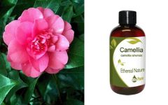 Ethereal Nature Camelia Seed Oil 100ml - Λάδι Καμέλιας (Camelia Sinensis)