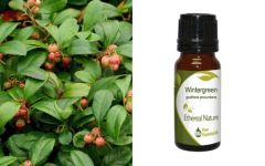 Ethereal Nature Wintergreen ess oil 10ml - Αιθέριο έλαιο Γωλθερία  