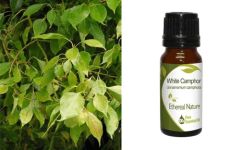 Ethereal Nature White Camphor (Cinnamomum Camphora) 10ml - White camphor essential oil