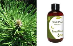 Ethereal Nature Black Pine 100ml - Μαύρη πεύκη έλαιο (Pinus Nigra)