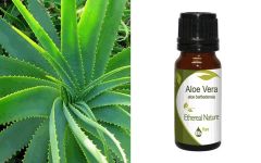 Ethereal Nature Aloe Vera Extract 10ml - Εκχύλισμα aloe vera 