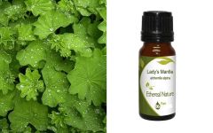 Ethereal Nature Lady's Mantle extract 10ml - Αλχημίλλη Εκχύλισμα (Alchemila Alpina)