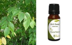 Ethereal Nature Birch Sweet ess.oil 10ml - Σημύδα γλυκιά αιθ.έλαιο