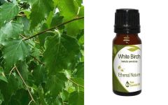 Ethereal Nature White Birch ess.oil 10ml - Σημύδα λευκή αιθ.έλαιο