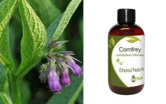 Ethereal Nature Comfrey oil (Symphytum officinale) 100ml - Σύμφυτο λάδι 