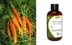 Ethereal Nature Carrot Tissue oil (Daucus Carota) 100ml - Καροτέλαιο έλαιο βάσης