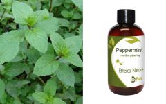 Ethereal Nature Peppermint carrier oil 100ml - Μέντα Λάδι 